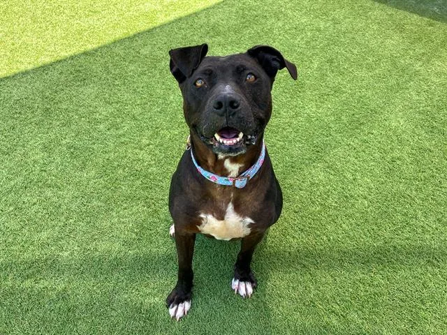 An adult large-sized female Pit Bull Terrier dog named Lexi for adoption in Tustin, CA