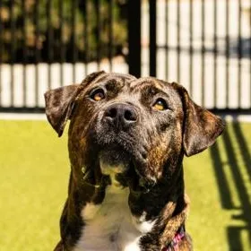 An adult large-sized female Brindle Pit Bull Terrier dog named Mirabel for adoption in Santa Cruz, CA