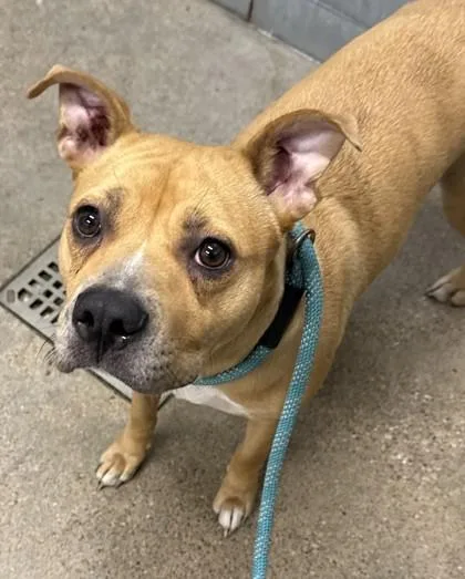 A young medium-sized female Yellow / Tan / Blond / Fawn Pit Bull Terrier dog named Kiana for adoption in Cleveland, OH