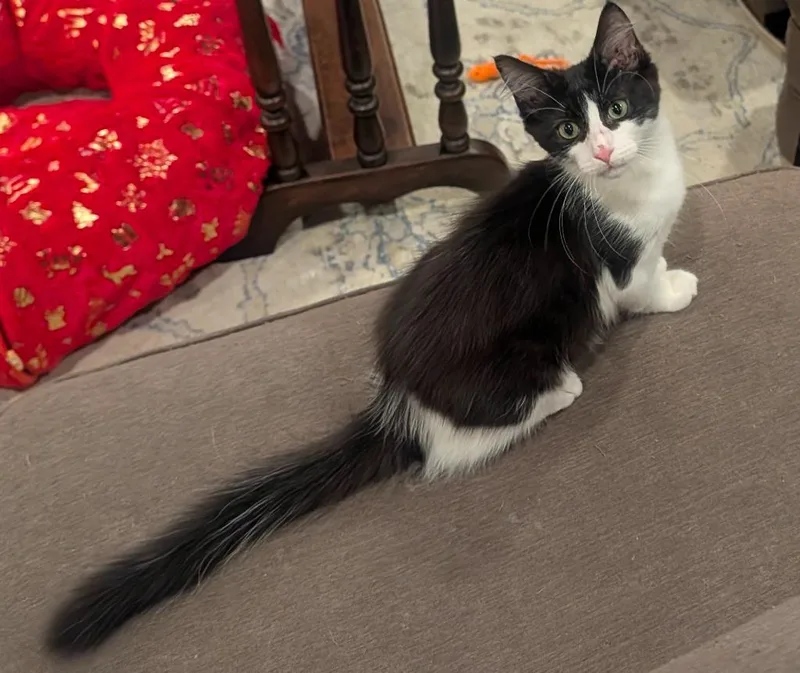 A baby medium-sized male Domestic Medium Hair cat named Penguin for adoption in Grovetown, GA