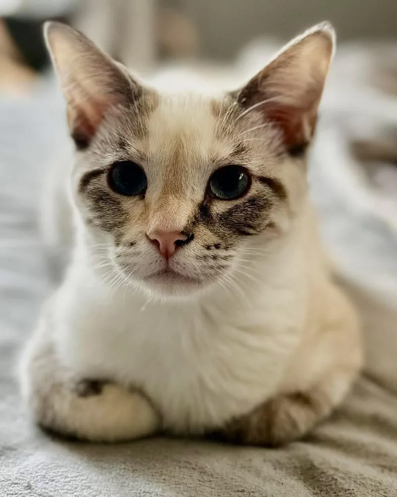 A young medium-sized female Buff & White Domestic Short Hair cat named Pearl for adoption in Wheeling, IL