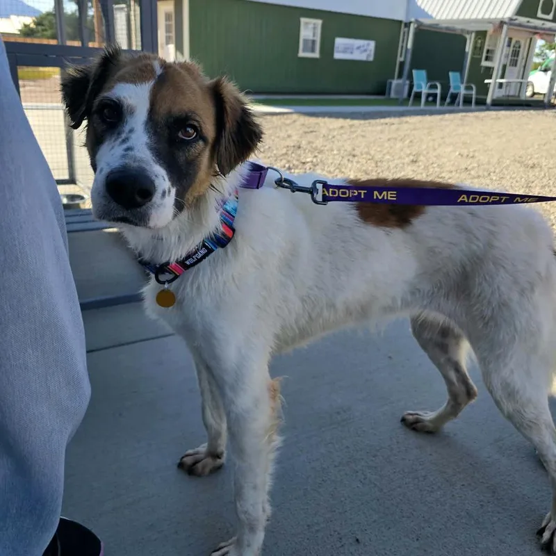 An adult medium-sized female White / Cream Mixed Breed dog named Terra for adoption in Prescott, AZ
