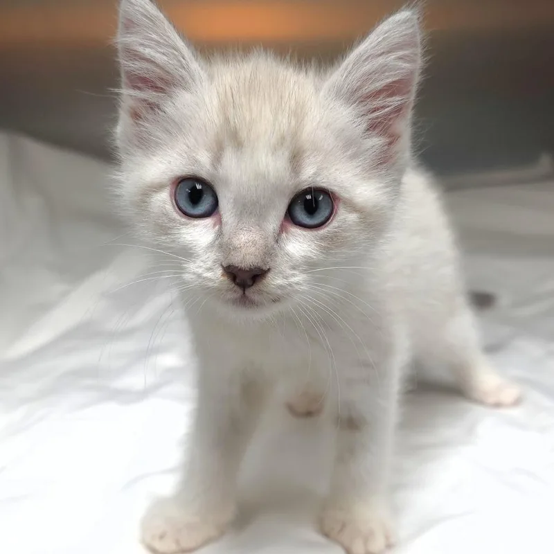 A baby small-sized female White Domestic Short Hair cat named Amy for adoption in Michigan City, IN