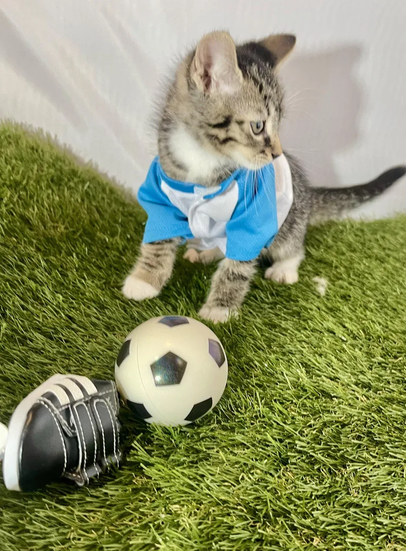A baby medium-sized male Tabby cat named Striker for adoption in Flint Hill, VA