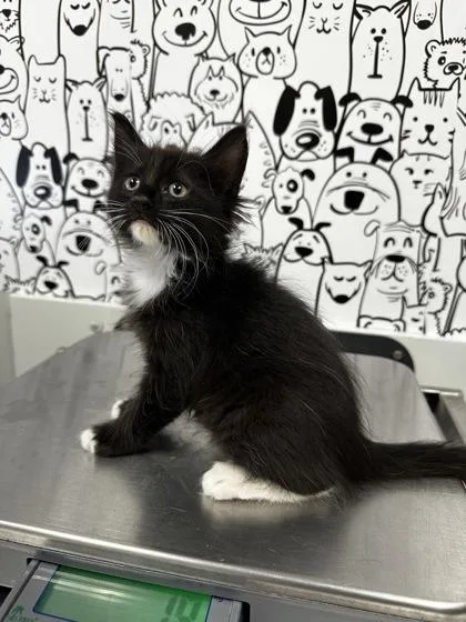 A young small-sized male Domestic Short Hair cat named B Jupiter for adoption in North Charleston, SC