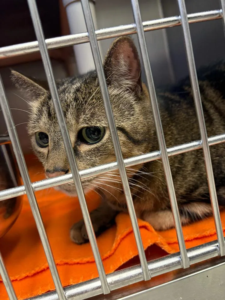A senior large-sized male Domestic Short Hair cat named Maverick for adoption in Bowling Green, OH