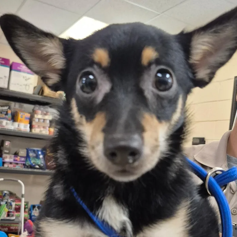 A young small-sized male Black Mixed Breed dog named Taco for adoption in Lake Panasoffkee, FL