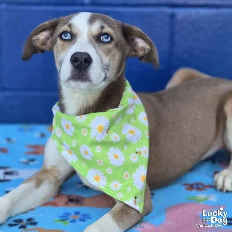 A baby medium-sized female Hound dog named Quadrant for adoption in Washington, DC