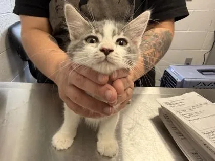 A baby small-sized male Domestic Medium Hair cat named McSneaky for adoption in Sevierville, TN