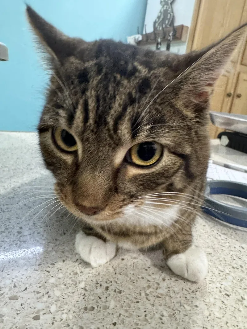 A young medium-sized male Tabby (Buff / Tan / Fawn) Domestic Short Hair cat named Muk & Blastoise Bonded for adoption in Woodstock, CT