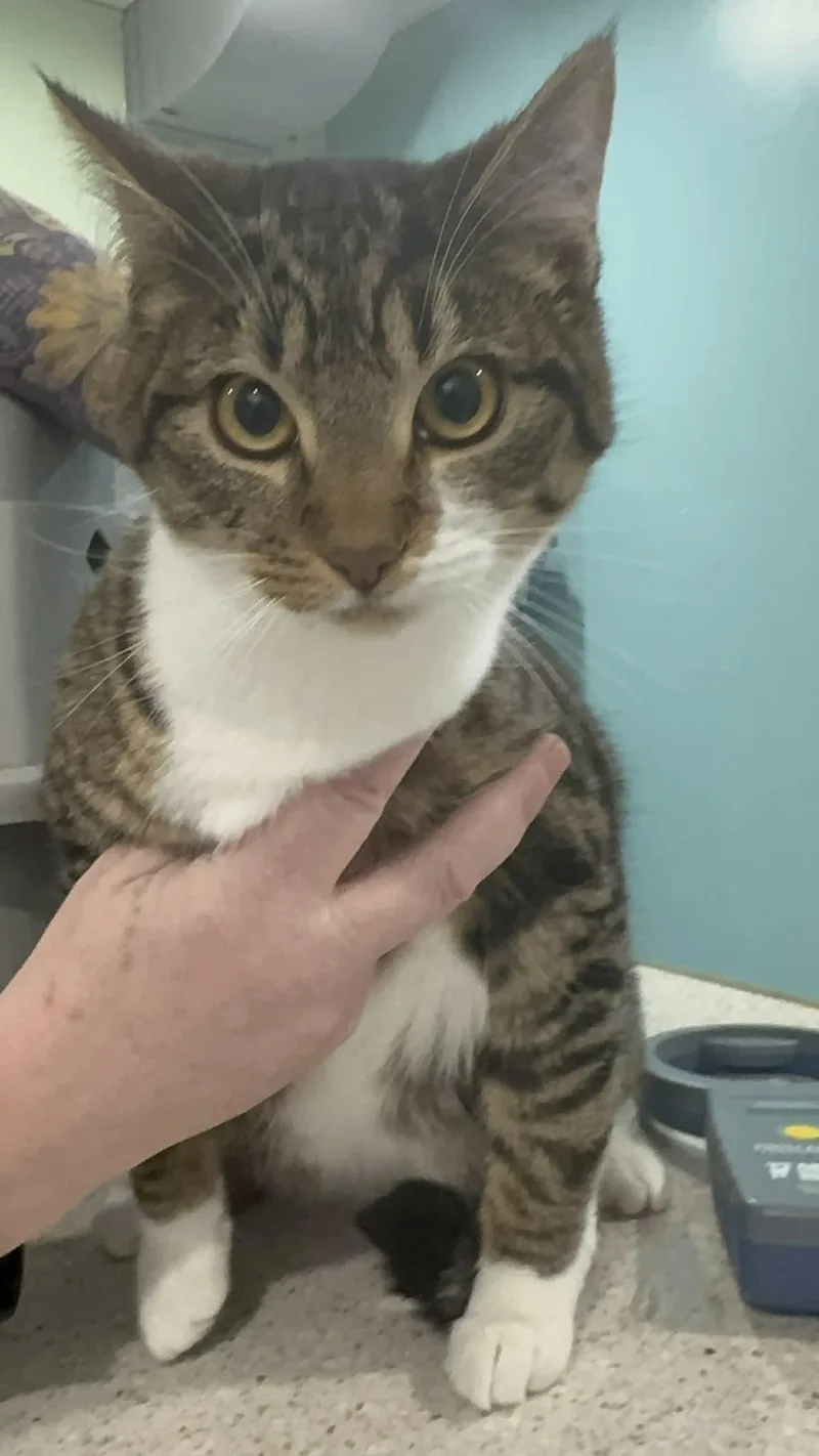 Muk & Blastoise Bonded thumbnail 2