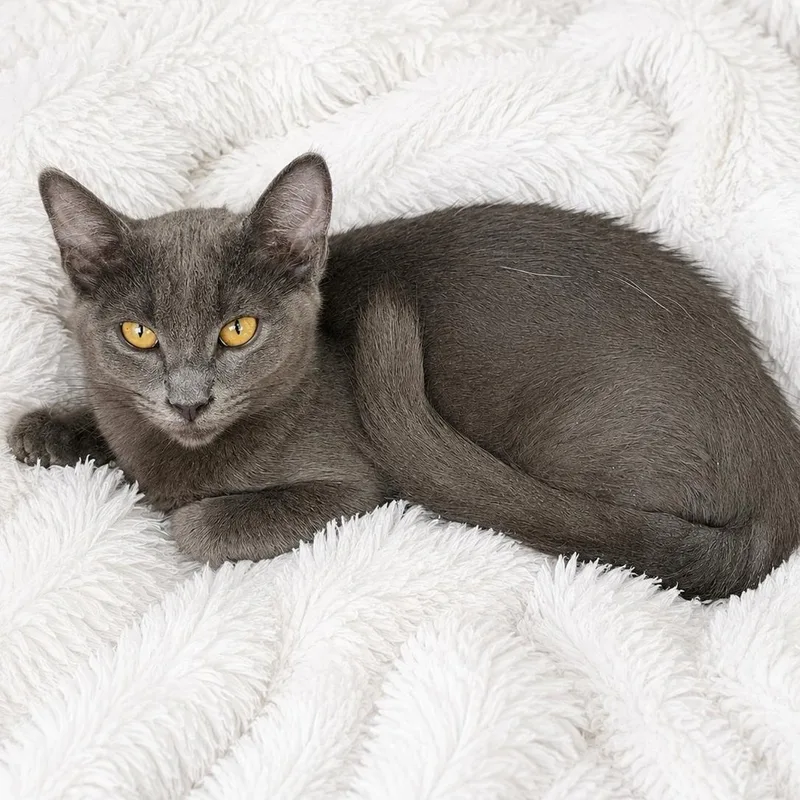 A baby medium-sized female Gray / Blue / Silver Russian Blue cat named Ont RB F for adoption in Glendora, CA