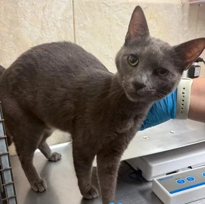 An adult medium-sized female Domestic Short Hair cat named Zoey for adoption in Honolulu, HI