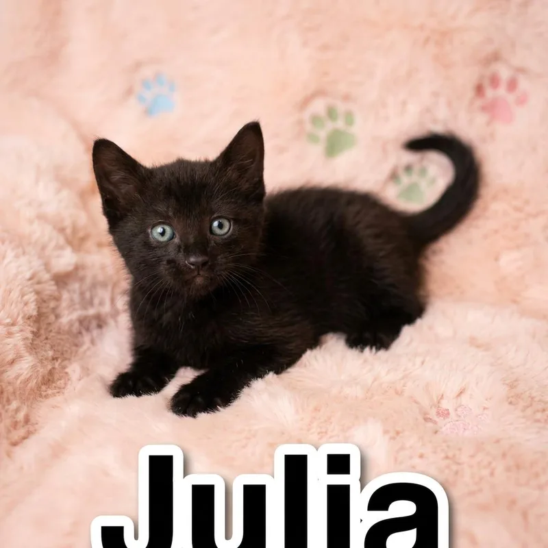 A baby small-sized female American Shorthair cat named Julia for adoption in North Billerica, MA