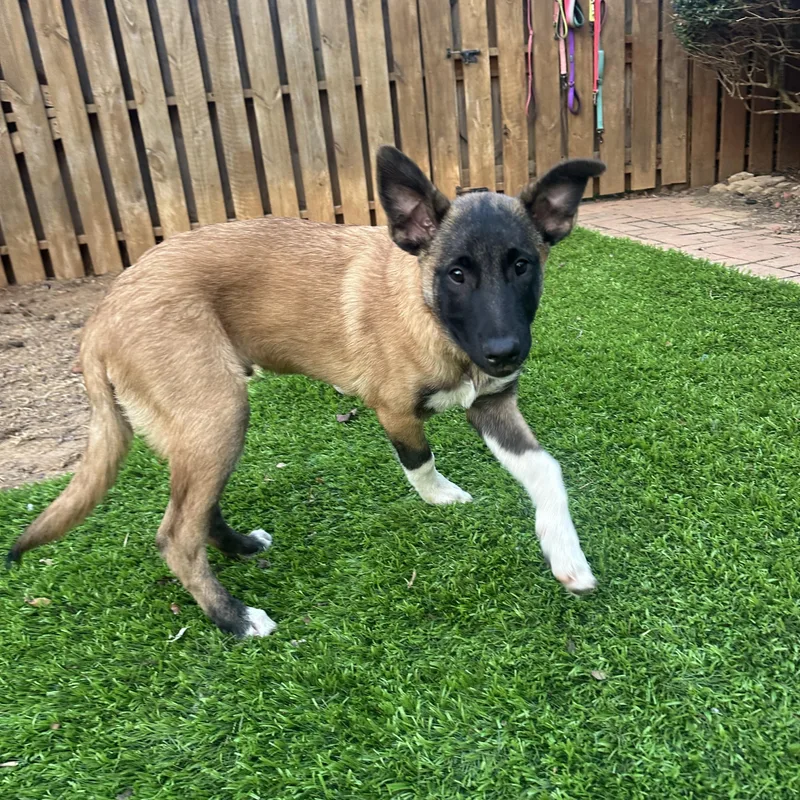 A baby large-sized male Tricolor (Brown, Black, & White) Belgian Shepherd / Malinois dog named Johnny Cash for adoption in Bristol, TN