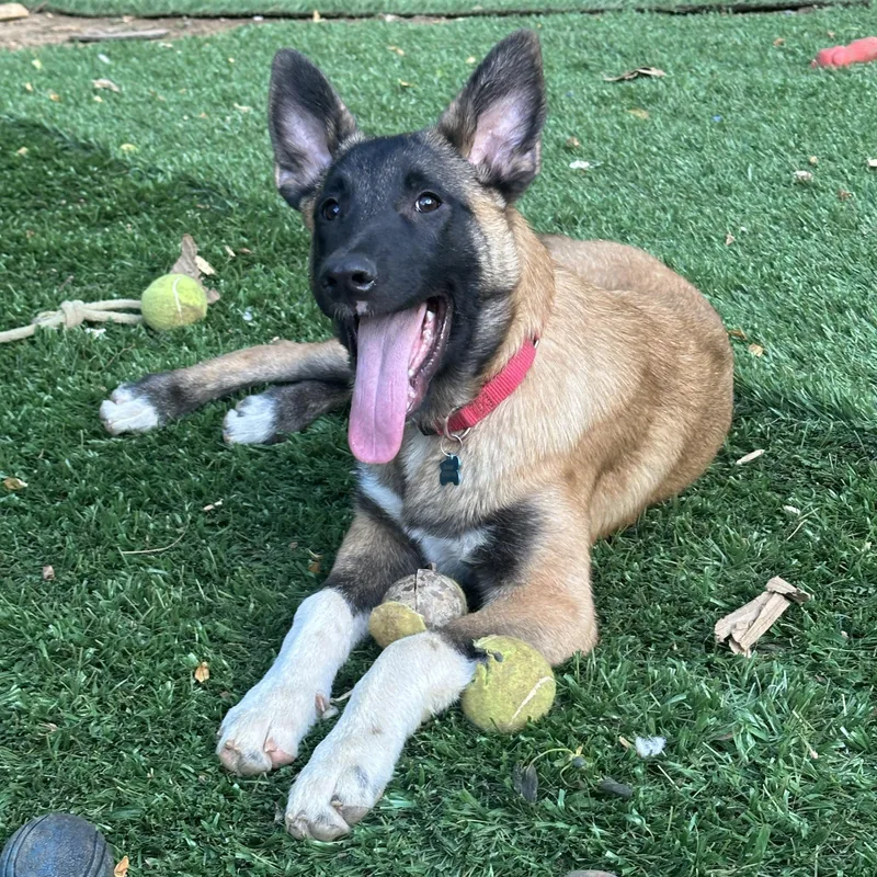 Johnny Cash thumbnail 3