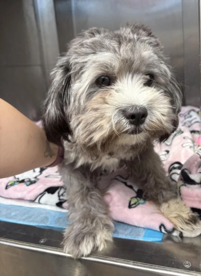 A young small-sized male Poodle dog named A for adoption in Olivehurst, CA