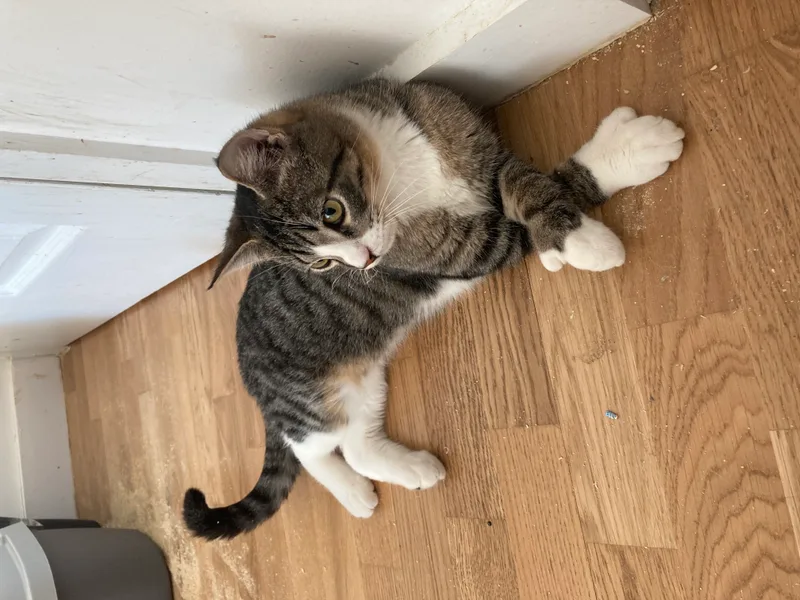 A young medium-sized male Tabby (Gray / Blue / Silver) Domestic Short Hair cat named Thumby for adoption in Long Island City, NY