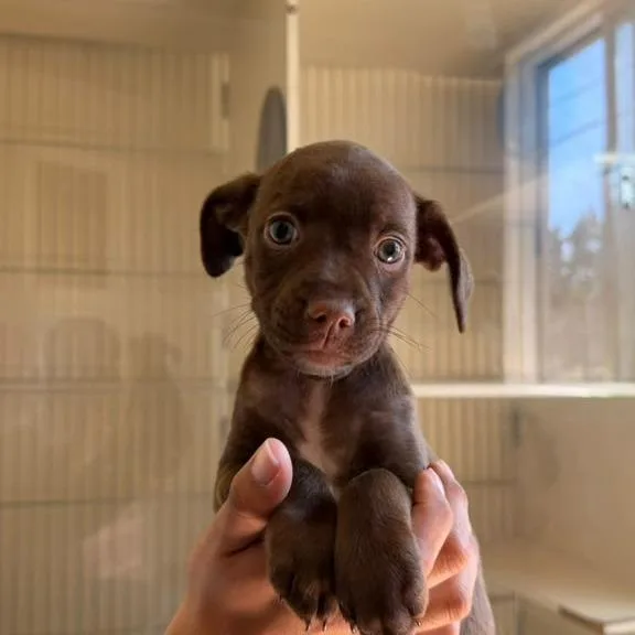 A baby small-sized male Brown / Chocolate Chihuahua dog named Powhatan for adoption in San Pablo, CA
