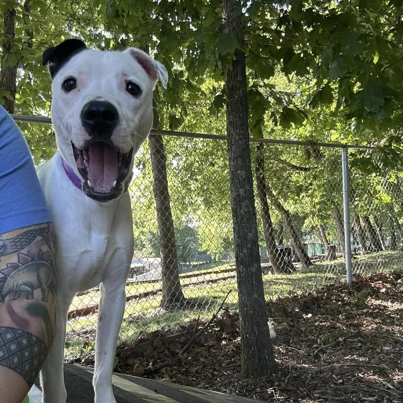 A young medium-sized male White / Cream American Staffordshire Terrier dog named Samsung for adoption in Nashville, TN