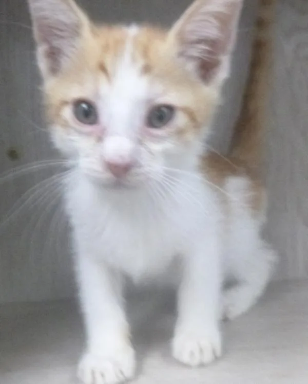 A baby small-sized male Domestic Short Hair cat named Tinky Winky for adoption in Lafayette, LA