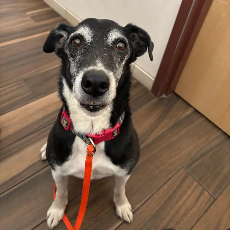 A senior medium-sized male Black Border Collie dog named Boon for adoption in Reno, NV