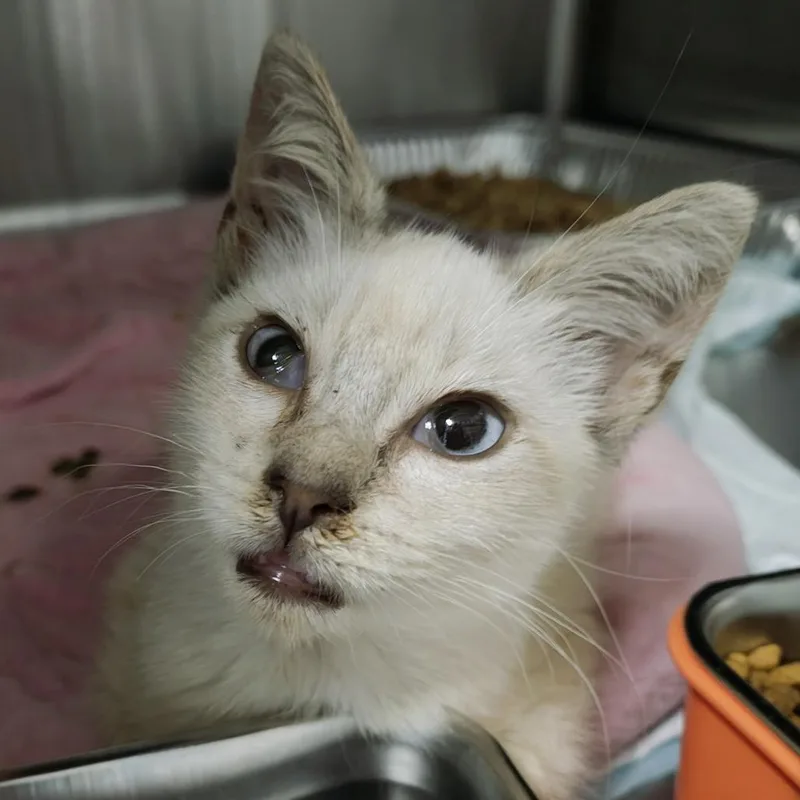 A baby small-sized male White Siamese cat named Muffin for adoption in Parkland, FL