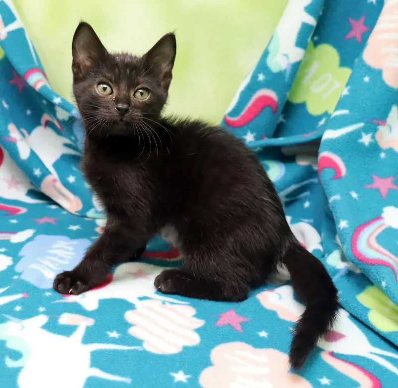 A baby medium-sized female Black Domestic Short Hair cat named Canna for adoption in Tierra Verde, FL