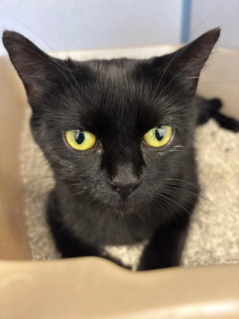 A young large-sized female Domestic Short Hair cat named Sabrina for adoption in Liverpool, NY