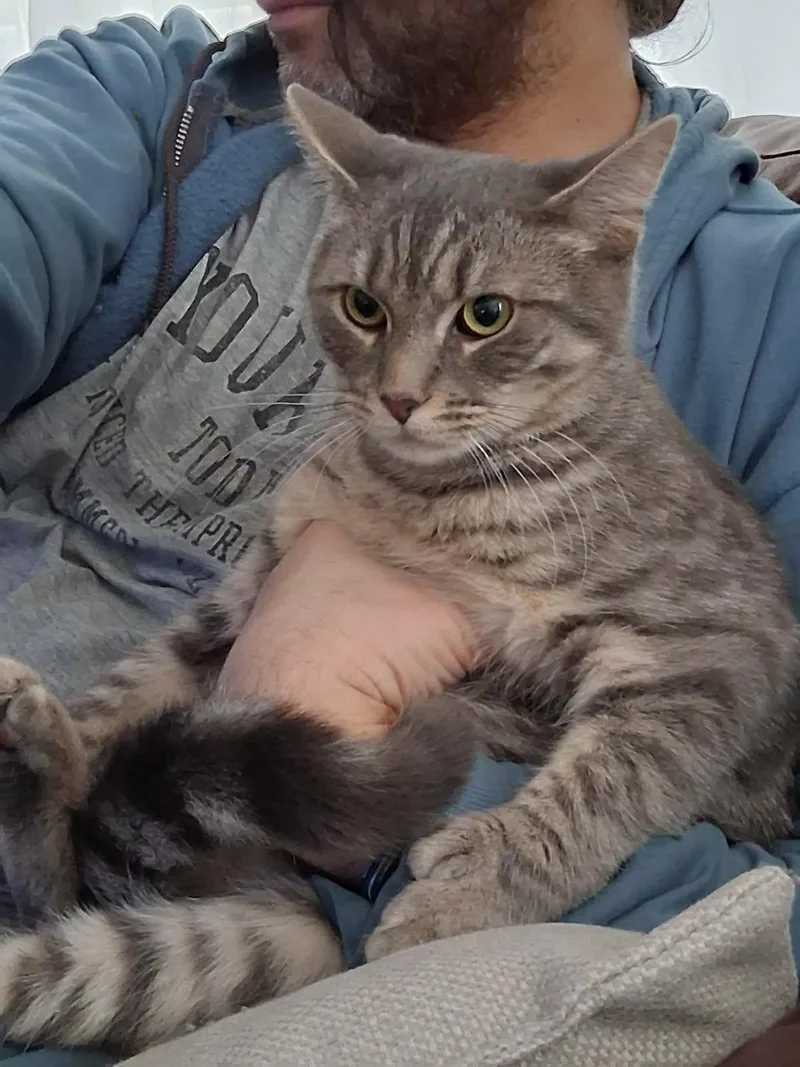 A young medium-sized male Domestic Short Hair cat named Panthera for adoption in Canton, CT