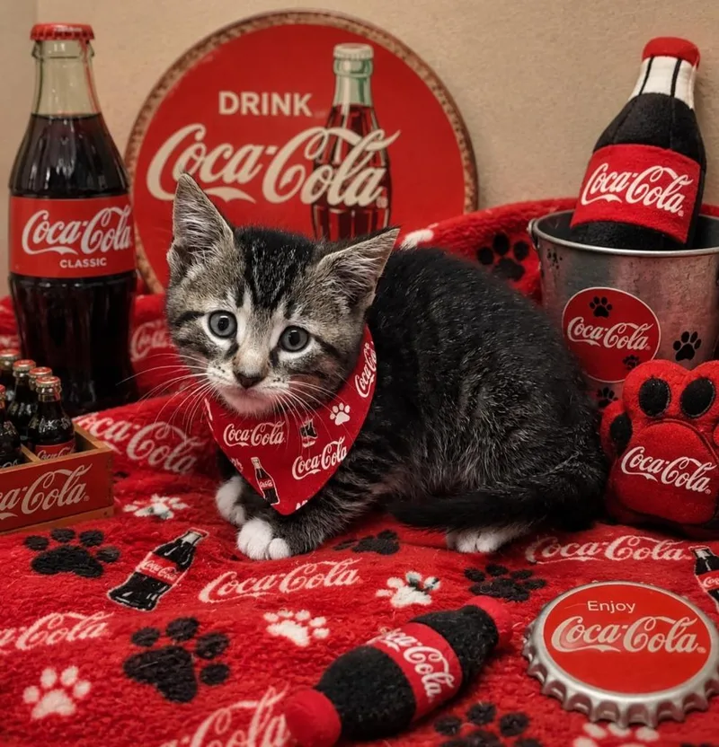 Coca Cola