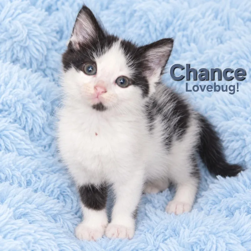 A baby small-sized male White Domestic Short Hair cat named Chance for adoption in Quincy, OH