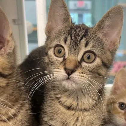 A baby small-sized female Domestic Short Hair cat named Mosasaurus for adoption in Voorhees, NJ