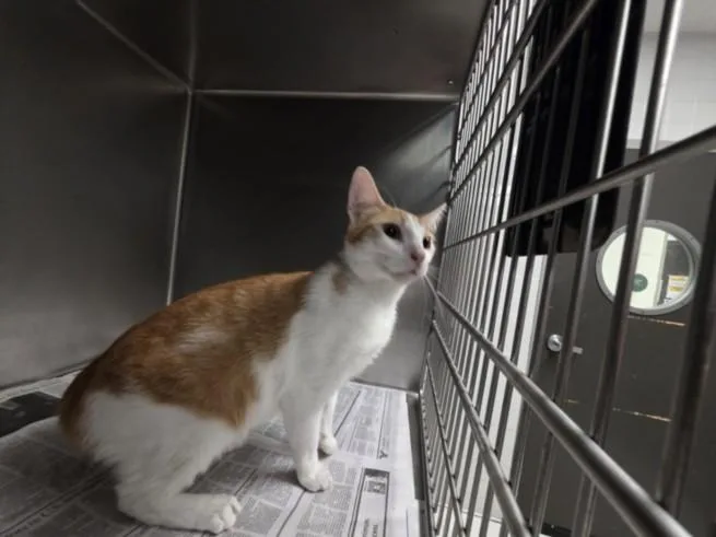 An adult large-sized male Domestic Short Hair cat named Cola for adoption in Los Angeles, CA