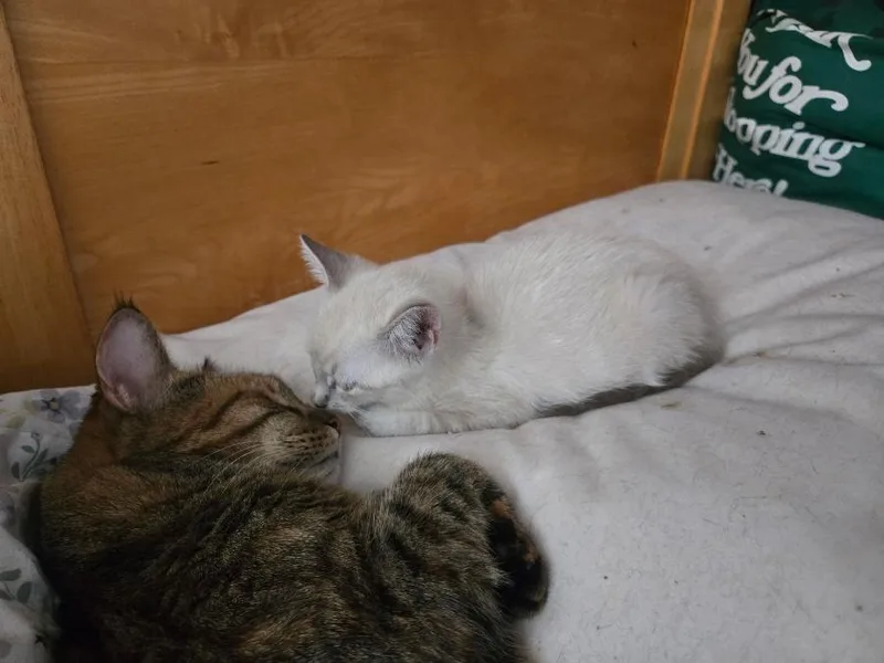 A baby small-sized female Lilac Point American Shorthair cat named Dolly Parton for adoption in Brooklyn, NY