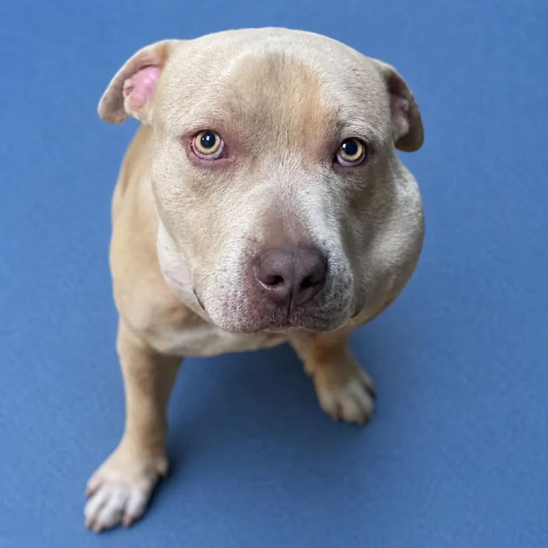 An adult large-sized male Yellow / Tan / Blond / Fawn Pit Bull Terrier dog named Kevin for adoption in Riverside, CA