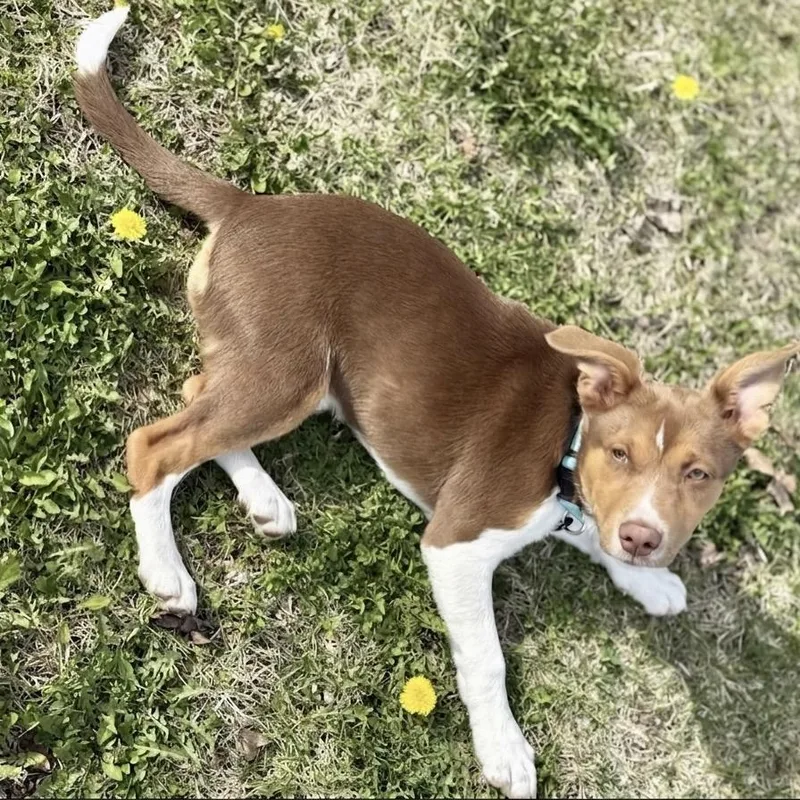Skye