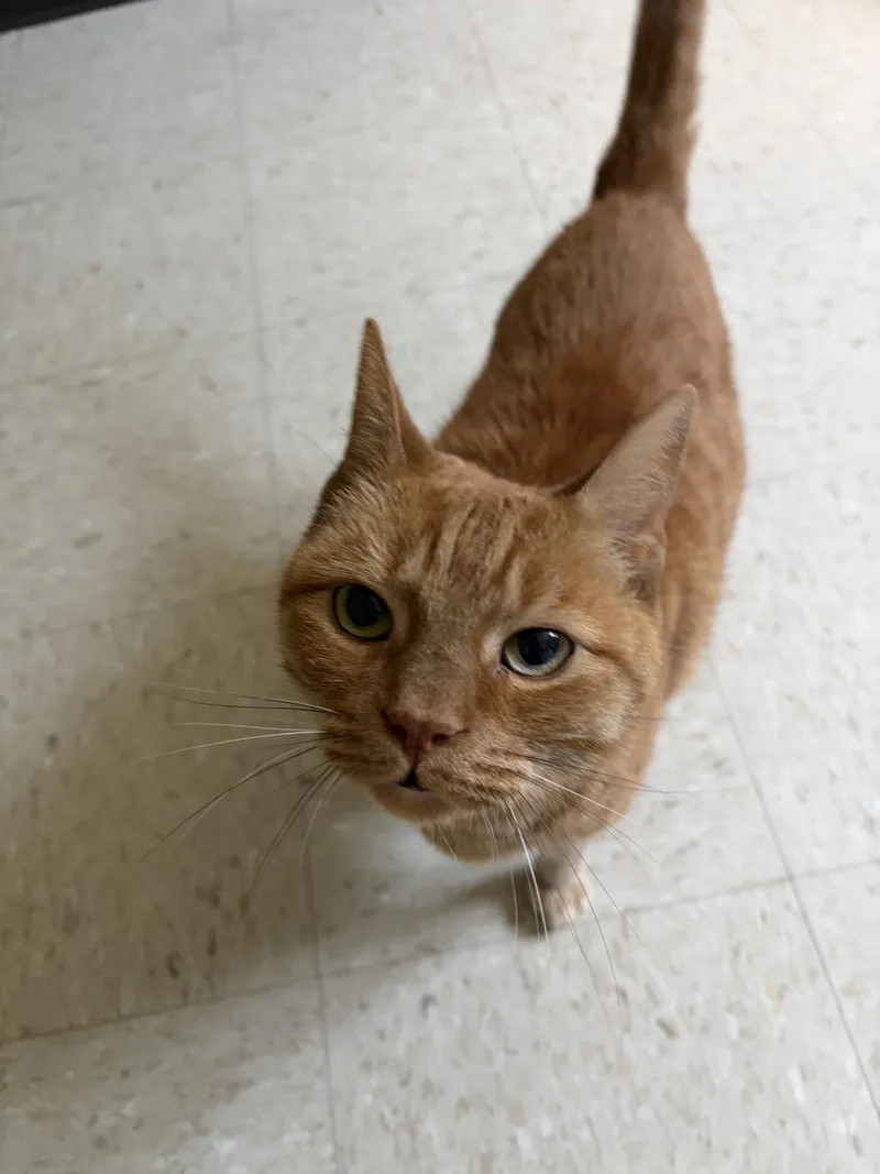 A senior medium-sized male Tabby (Orange / Red) Tabby cat named Mufasa for adoption in Cranston, RI