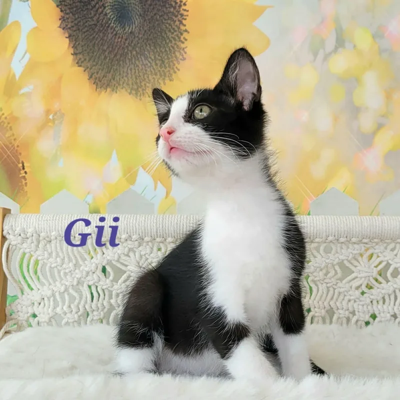 Gii thumbnail 3