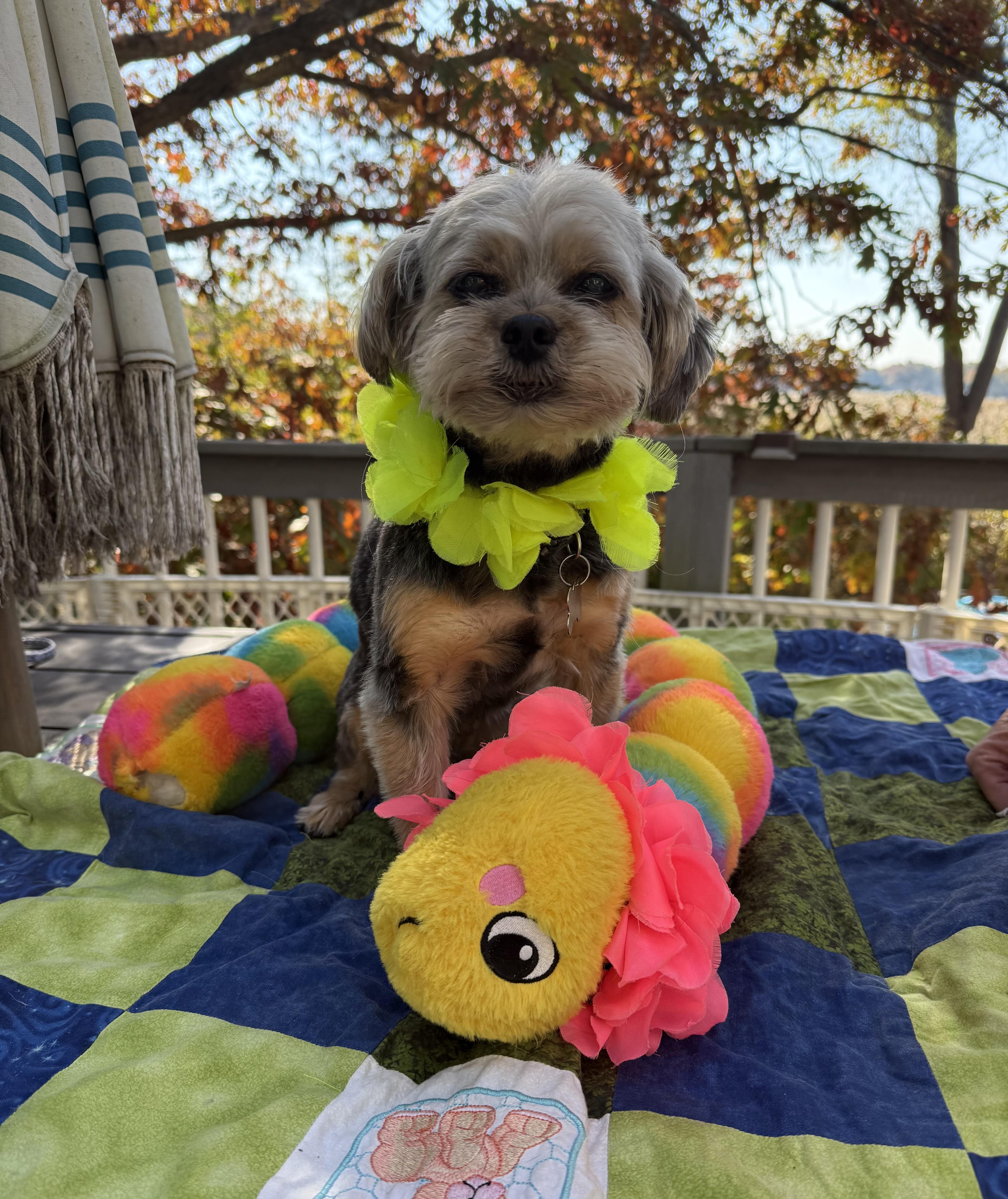 An adult small-sized male Brown / Chocolate Yorkshire Terrier dog named Sampson for adoption in White Lake, MI