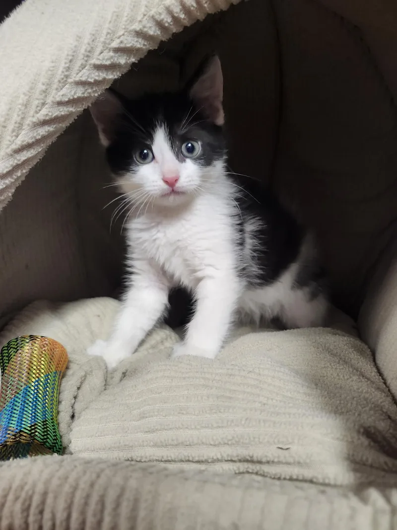 A baby medium-sized male Black & White / Tuxedo Domestic Short Hair cat named Rolley Polley Potato Bug for adoption in Reynoldsburg, OH