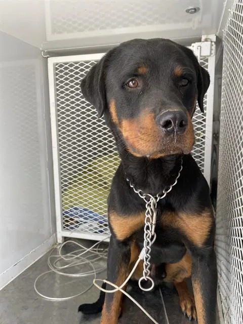 A young extra large-sized male Rottweiler dog named Jayce for adoption in Bakersfield, CA