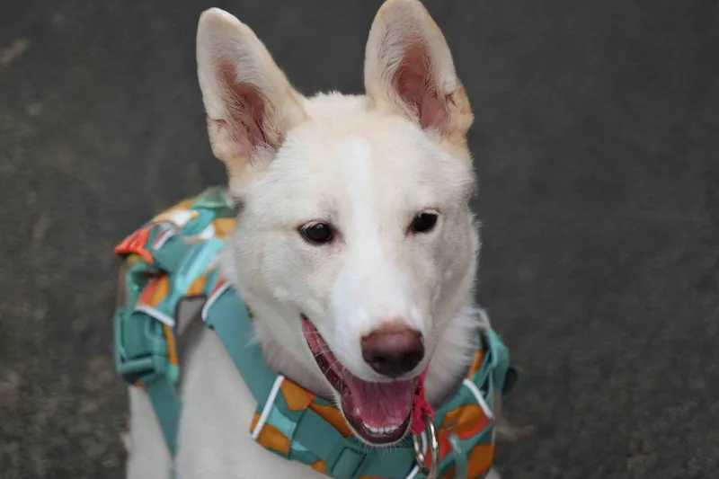 La Forza thumbnail 3