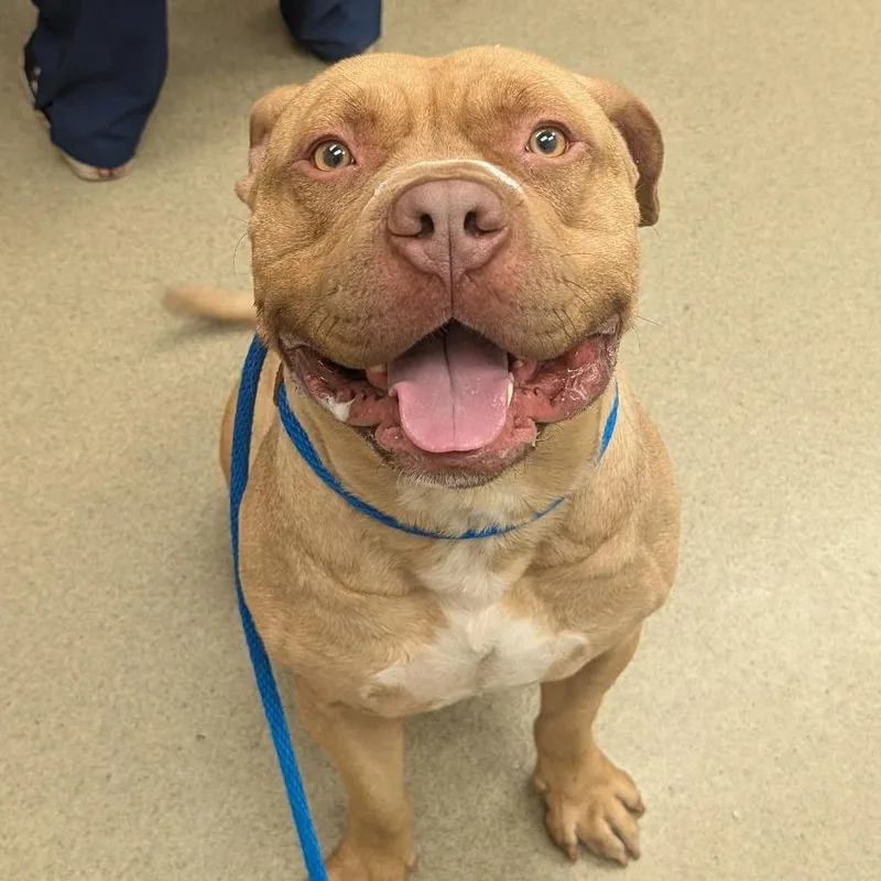 An adult large-sized male Red / Chestnut / Orange Pit Bull Terrier dog named Hercules for adoption in Birdsboro, PA