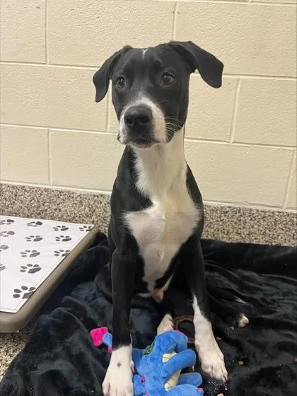 A baby small-sized male Labrador Retriever dog named Lee for adoption in Westland, MI