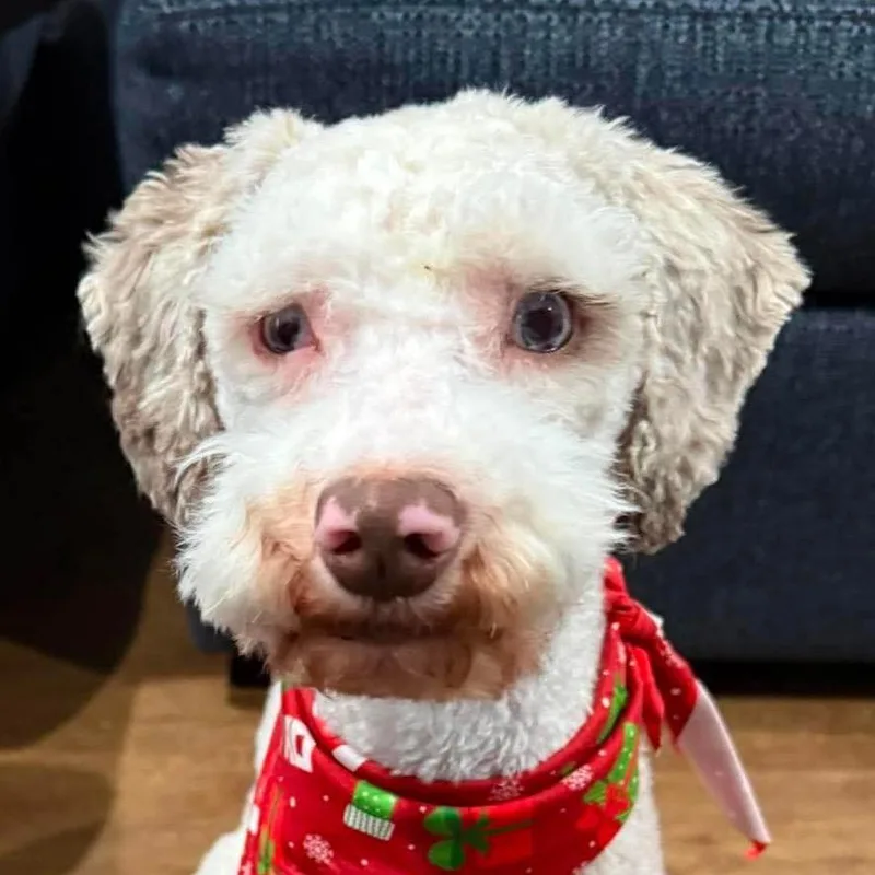 An adult small-sized male Apricot / Beige Cockapoo dog named Scout Vance for adoption in Gulfport, MS