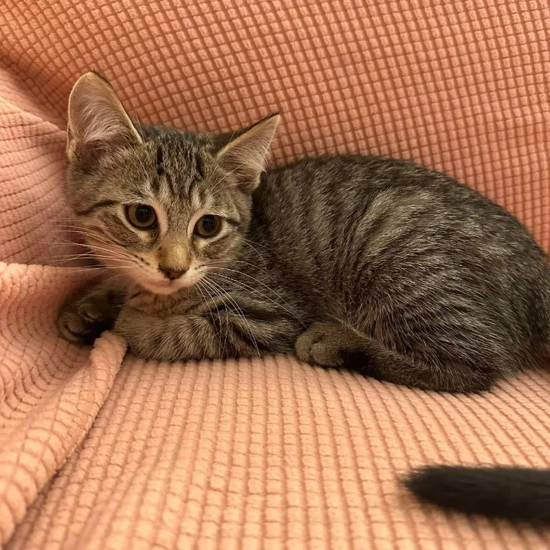 A baby small-sized female Brown / Chocolate Domestic Short Hair cat named Huda for adoption in Forest Park, IL