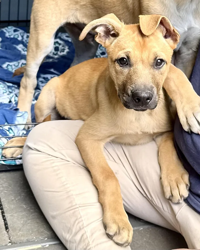 A baby large-sized female Yellow / Tan / Blond / Fawn Shepherd dog named Brook Bubbly for adoption in Andover, MA