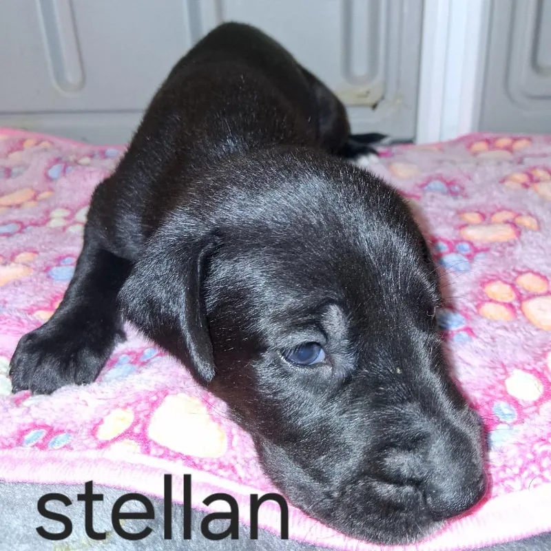 Stellan thumbnail 2