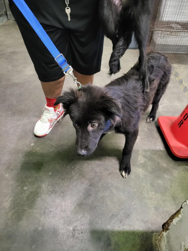 A young medium-sized male German Shepherd Dog dog named Midnight for adoption in Los Angeles, CA